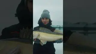 Очаровала судака)