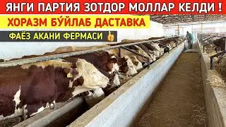 ЯНГИ ПАРТИЯ ЗОТДОР МОЛЛАР КЕЛДИ ФАЁЗ АКАНИ ФЕРМАСИ СИЗ КУТГАН ВИДЕО !!! ХОРАЗМ БОЗОР