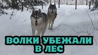 Волки убежали в лес. Работа с котом дикарем Редом.