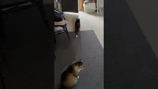 Wild cat goes outside and escapes owner