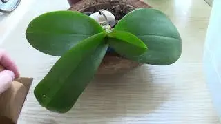 Орхидея уценка посадила в кокос  💚 есть результаты 💚 Закрытая система посадки орхидеи