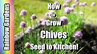 How to Grow Chives & Garlic Chives! 101 Seed to Kitchen,  Planting, Problems, Harvest, & Using!