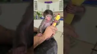 ищем блошек у папы Валеры ))