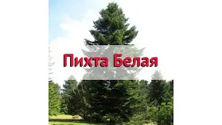Пихта белая (abies alba) 🌿 Обзор: посадка и уход. саженцы, крупномеры пихты : описание и особенности