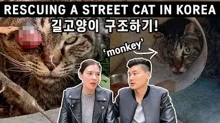 Rescuing a Street Cat in Korea | 녹내장있는 고양이를 구조했어요!