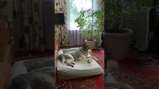 Ну,а это,для тех,кто любит подлиннее 😍🤗