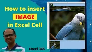 How to insert image in Excel cell