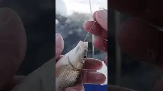 За спину или через жабры? Какой вариант лучше?