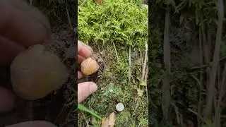 Белые грибы не отпускают из леса! Меняем локацию копа:) #trending #коп #metaldetecing #minelab #лес