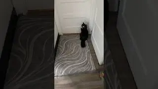 My cats always doing this #cats