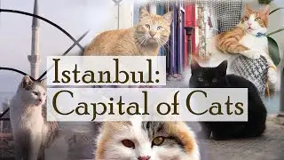 Istanbul: Capital of Cats