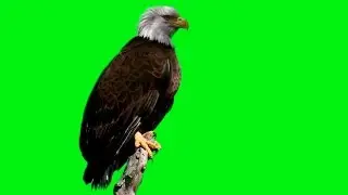 BALD EAGLE ON GREEN SCREEN - HD 1080P FREE