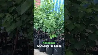 Абрикос Колорадо (Colorado) ЗКС - Агро Сад