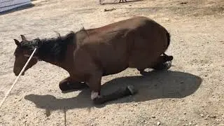 Обучение лошади.ч 1