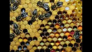 Лечение всех болезней 2018