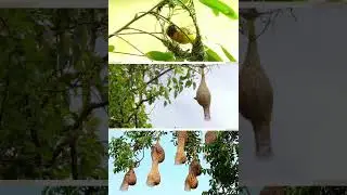 wever bird making nest in forest