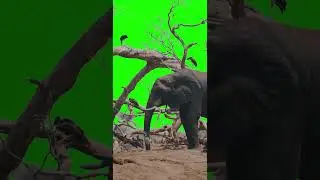 Elephant & Birds with Green Screen Background