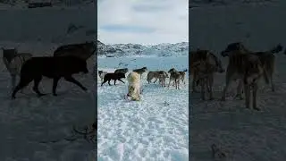 Алабай и Волки