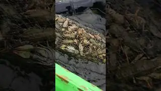 Вот как нужно ловить раков ) видео от подписчика 