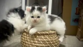 Kittens from birth to 1mon old real quick!