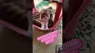 К 1 сентября 🤣 #cat #прикольнаяозвучка #catsong #юмор