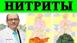 Когда Нитриты Портятся - Доктор Майкл Грегер