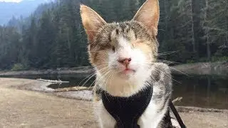 Семья сжалилась и приютила слепую кошку! Но того, что случилось дальше, от слепой кошки не ожидал