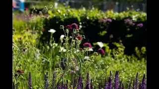 The Hepworth Wakefield Garden during lockdown