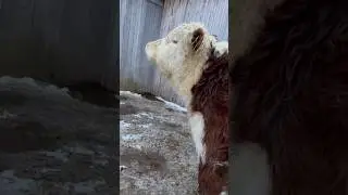 Учу 🐮Зефира пить 