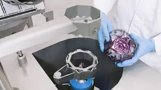 Удаление кочерыжек из капусты и ее шинковка на оборудовании Kronen KSB-2 и CAP 68