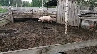 Пополнение в хозяйстве / КРС / Лиса в гости заходила.