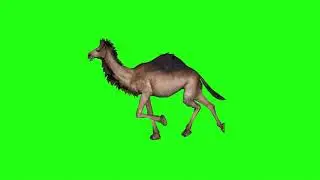 camel Walk Green screen 3D Animation | VFX CREATOR STUDIO