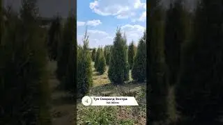 Туя Смарагд Экстра 140-160см