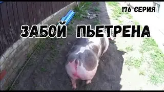 Забой пьетрена / Cколько весит туша в 6 месяцев мясом / Побег пьетрена