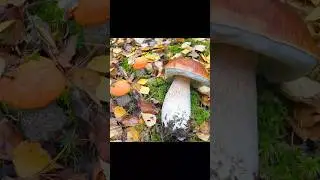 Таких ГИГАНТОВ БЕЛЫХ ГРИБОВ мы еще не видели! Грибное ЭЛЬДОРАДО на болоте!