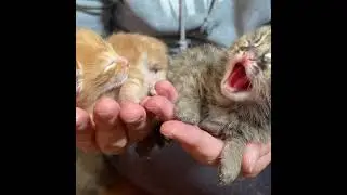 В Приморье нашли приемную маму новорожденным дальневосточным котятам