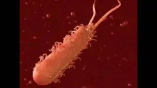 3DS Max: E.Coli, Sub-surface Scattering  demo