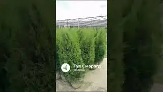 Туя Смарагд 100-120см