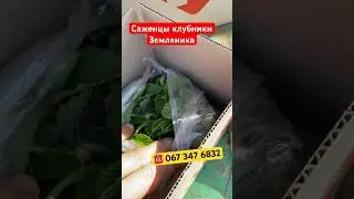 Купить саженцы клубники, земляники Хитрук Елена #купитьсаженцы #купитьклубнику #купитьземлянику
