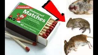 Как избавиться от мышей в За 000003 Секунды!