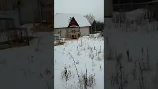 Ловля щегла, на западок. Начало ловли,.