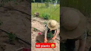 Growing tomatoes !