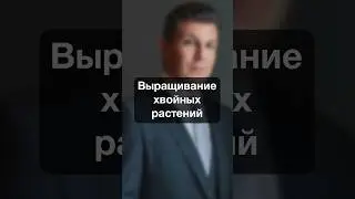0300. Выращивание хвойных растений