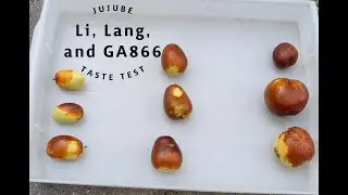 Jujube Taste Test Comparison: GA866, Lang, and Li