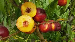 НЕКТАРИН ФАЯРД / NECTARINE FAYARD