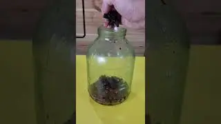 Настойка: Вишня в шоке 