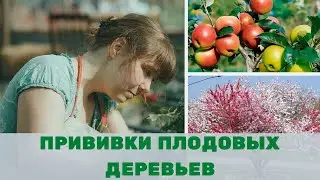Прививка плодовых деревьев весной - руководство к действию