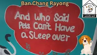 Is This the BEST Pet Hotel in Bang Chang?