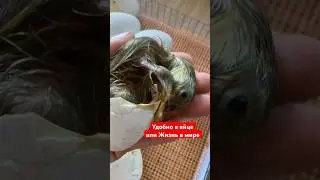 Гусь инкубация гусиных яиц 