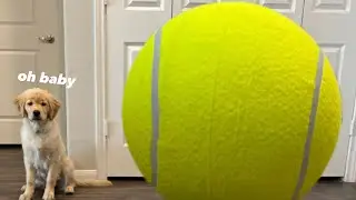 My Dog Buys the World's Largest Tennis Ball!!